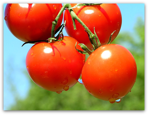 способы выращивания томатов