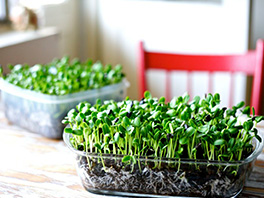 Микрозелень - что это такое и какая польза