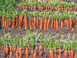 Выращиваем морковь на песчаном грунте