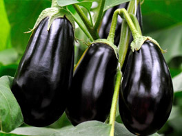 Требовательный баклажан: как провести высадку побегов по всем правилам 