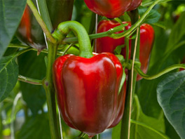 Как ухаживать за перцем: календарь огородника с рекомендациями