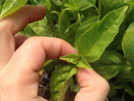 Формирование кустов перца для получения хорошего урожая