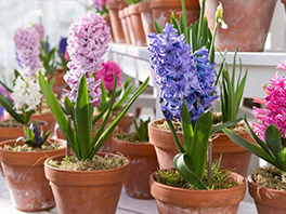 Выгонка гиацинтов в домашних условиях