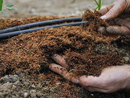 Органические удобрения - «вкусняшки» для садовых культур   