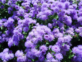 Агератум: красивое компактное растение родом из Центральной Америки