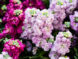 Левкой (Маттиола) – особенности посадки и выращивания цветов