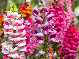 Львиный зев - посадка, выращивание, уход