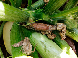 Почему гниют завязи у кабачков