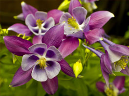 Аквилегия, или Водосбор: посадка, уход, размножение