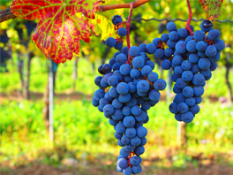 Что учитывать при поливе винограда: основные рекомендации