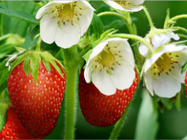 Почему клубника цветет, а ягод нет