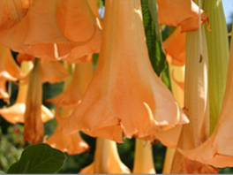 Бругмансия – выращивание из семян