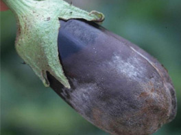 Болезни баклажанов: какие они бывают и как с ними бороться