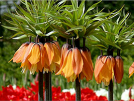 Почему не цветет рябчик императорский: основные ошибки агротехники