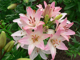 Как ухаживать за лилиями после цветения: особенности процесса