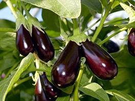 Чем удобрять баклажаны