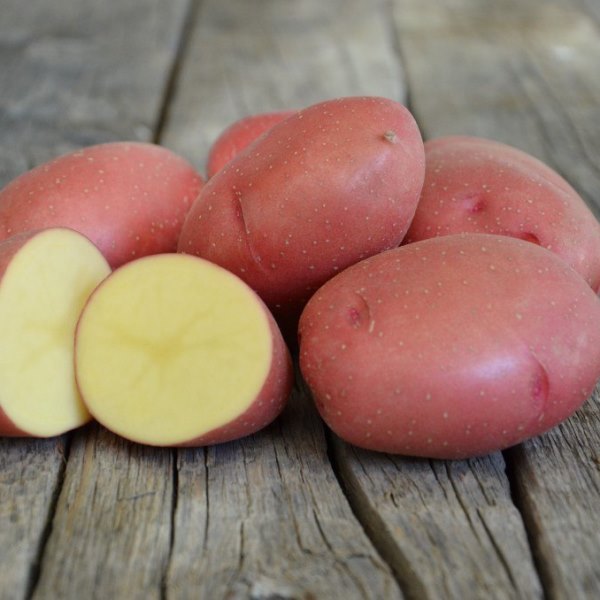 Картофель Дева семена - низкая цена, описание, отзывы, продажа