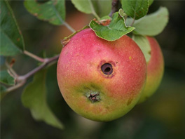 Как не допустить образования червоточин на плодах яблок