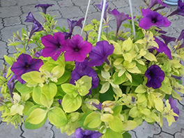 У петунии желтеют листья - причины и решение, правильный уход