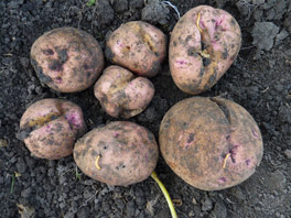 Дырявая картошка: главные враги клубней и способы борьбы с ними