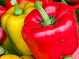 Семена перца - популярные сорта, особенности посадки, ухода и выращивания