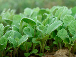 7 проблем выращивания капустной рассады: от трудностей роста до болезней