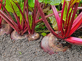 Можно ли сажать свеклу под зиму?