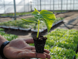 Почему обычно гниет рассада: основные причины и способы лечения