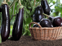 Плохой урожай баклажанов: причины, способы решения проблемы