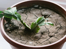 Сухая почва и недостаток влаги - как помочь комнатному растению