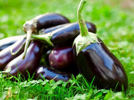 Все, что нужно знать о синеньких, или как вырастить баклажаны