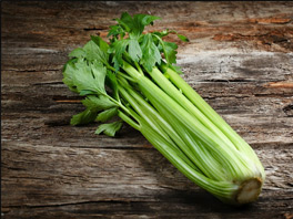 Сельдерей душистый – полезное прянновкусовое растение
