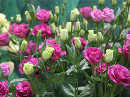 ТОП-5 ошибок при выращивании эустомы: как обеспечить всхожесть семян