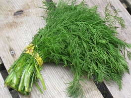 Укроп растет плохо? Нужно выяснить и устратить причины