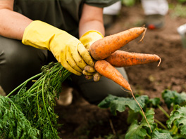 Секреты уборки и хранения моркови, которые вы могли не знать