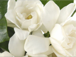 Гардения - уход в домашних условиях