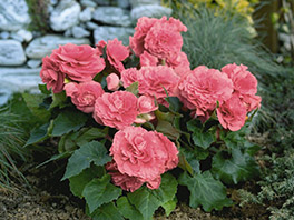 Как вырастить Бегонию из семян