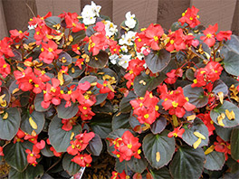 Как правильно пересадить Бегонию?