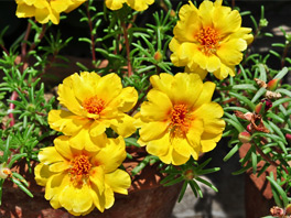 Портулак — прекрасный и целебный гость из тропиков