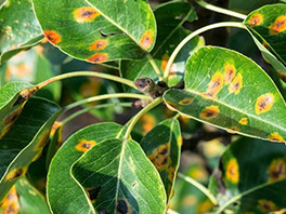 "Ржавчина" на Груше: причины появления, симптомы и способы лечения