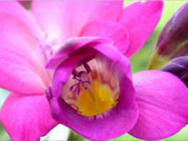 Как сажать луковицы Фрезии