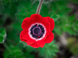 Нежный цветок анемона: секреты выращивания и ухода 