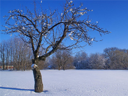 Главные причины вымерзания деревьев теплой зимой – это нужно знать каждому садоводу