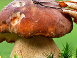 Выращивание грибов из мицелия 