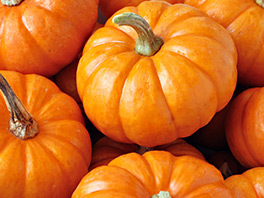 Полезные свойства тыквы - чем полезна для организма