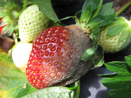 Серая гниль на клубнике: методы профилактики и лечения грибка