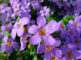 Бакопа - уникальный ампельный цветок для дома и сада