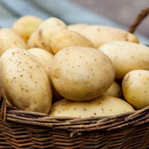 Семена картофеля популярных сортов - доставка почтой по всей России