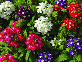 Вербена: красивый, неприхотливый, красочный цветок