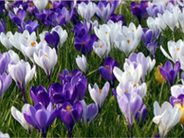 Когда выкапывать луковицы крокусов после цветения?